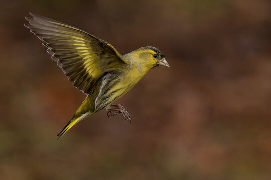 Male Eurasian Siskin in flight
