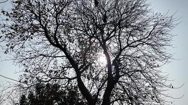 Bright rays of the sun make their way through the folio and branches of trees.