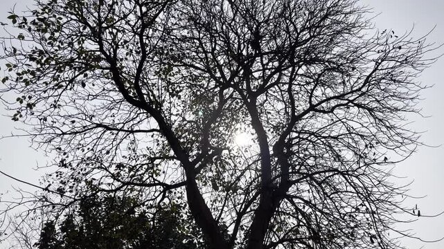 Bright rays of the sun make their way through the folio and branches of trees.