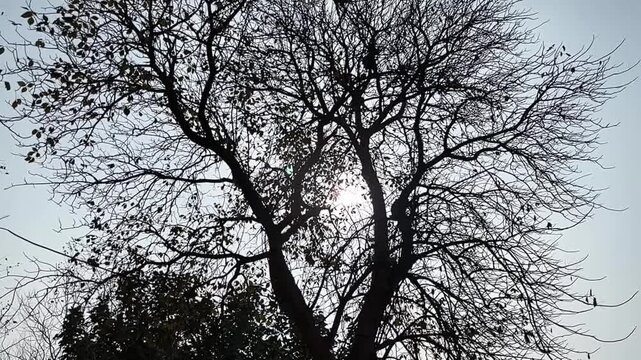 Bright rays of the sun make their way through the folio and branches of trees.