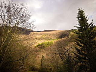 Paesaggio montano con alberi spogli, conifere verdi e luce sulle pendici