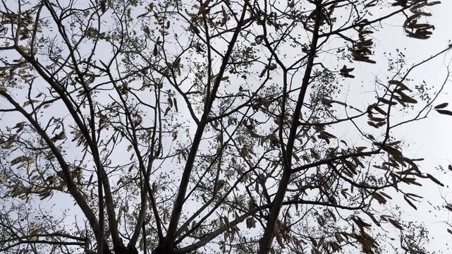 Bright rays of the sun make their way through the folio and branches of trees.