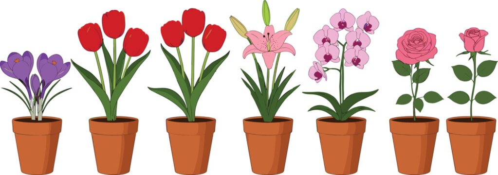 Potted spring flower vector set featuring red tulips pink roses lilies purple orchids and crocus in terracotta pots for garden design.