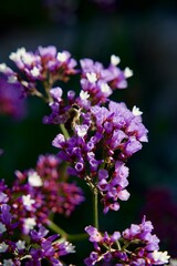close up of sea lavender flowers