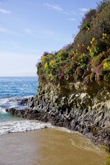 wildflowers blooming on the rugged cliffs
