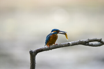 Fototapeta premium Kingfisher with Shrimp on Dead Branch - Natural Wildlife