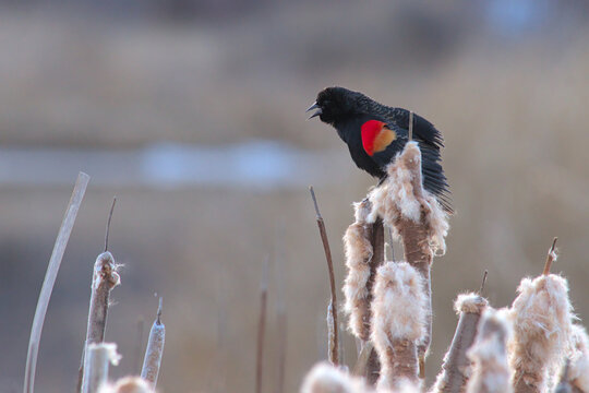 Red-winged blackbird on cattails