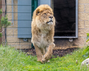 African Lion © alisonallenphoto