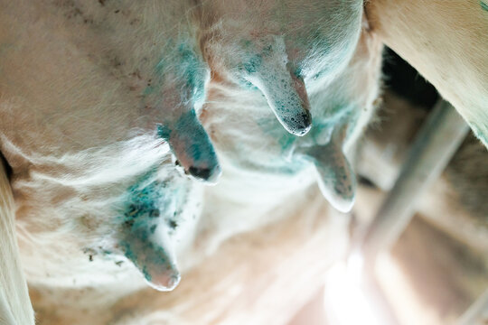 Closeup iodine brilliant green on cow udder for disinfection and health care vs mastitis.