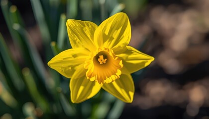 Fototapeta premium Macro close-up of yellow daffodil blossom with trumpet-shaped corona and frilled edges on soft blurred green leaves background with copy space 