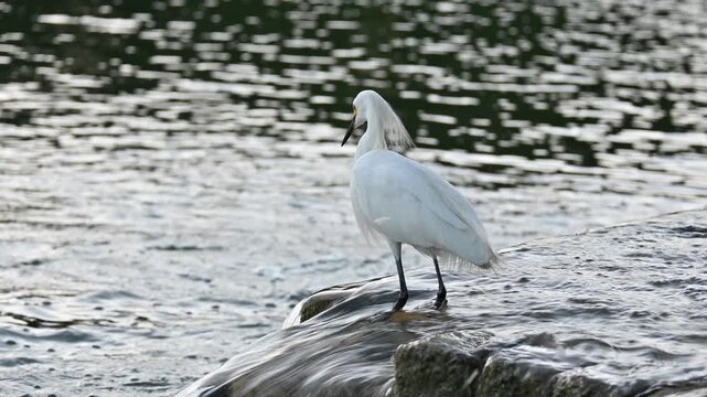 snowy egret (Egretta thula) in the wild catching fish at a lake in Buenos Aires, Argentina