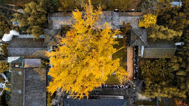 Ancient Temple with 1400-Year-Old Golden Ginkgo Tree in Fall
