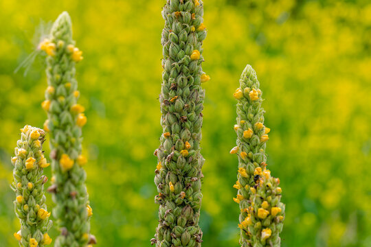 The great mullein, greater mullein or common mullein (Verbascum thapsus)
