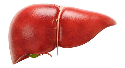 3D Human liver model with gallbladder and anatomy, transparent background