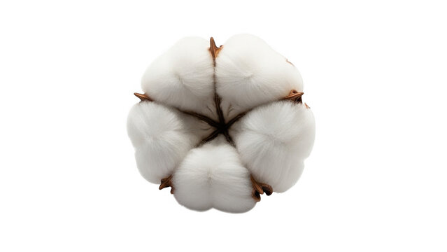 Cotton boll isolated on transparent background