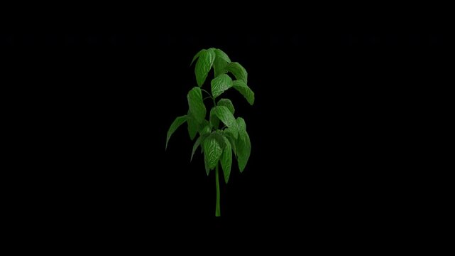Basil plant swaying in summer wind, realistic animation with transparent background and alpha channel in 4k