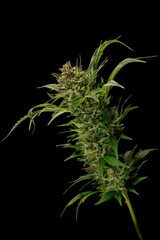 Mature marijuana flower Special queen variety with black wall