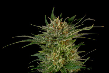 Mature marijuana flower Special queen variety with black wall