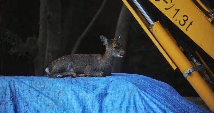 Adorable deer laying on a blue tarp near construction equipment and chewing