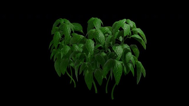 Basil plant swaying in summer wind, realistic animation with transparent background and alpha channel in 4k