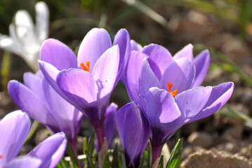 In nature, crocuses bloom in spring
