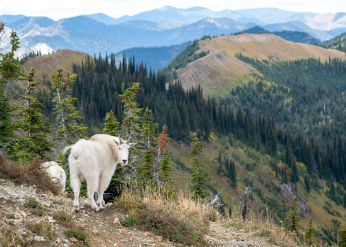 Mountain goat nest to landscape 