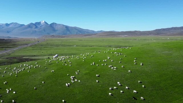 Sheep Grazing on Xinjiang Prairie with Mountain Vista