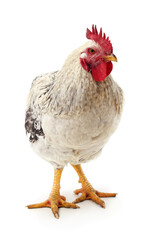 Fototapeta premium White and grey rooster standing isolated on a white background.