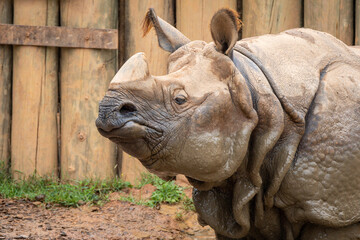 Fototapeta premium Indian Rhinoceros