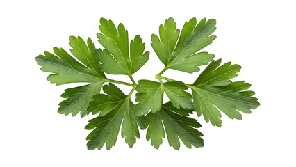 Fresh green parsley leaves isolated on transparent background