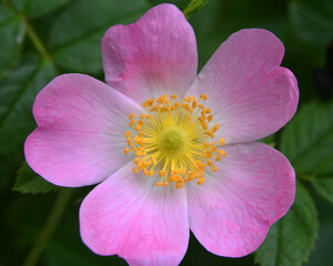 It blooms in nature dog rose