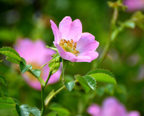 Obraz premium It blooms in nature dog rose