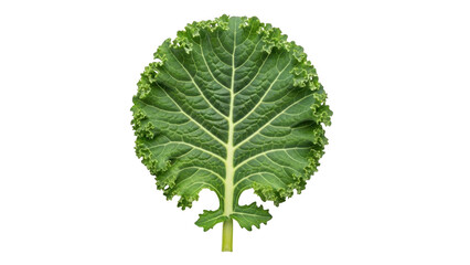 A single kale leaf isolated on transparent background