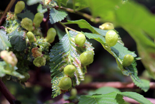 The aphid tetraneura ulmi parasitizes elm leaves