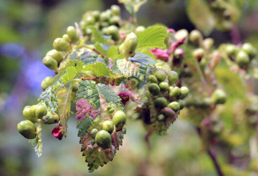 The aphid tetraneura ulmi parasitizes elm leaves