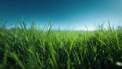 Obraz premium Lush Green Grass Under a Clear Blue Sky