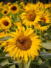 Obraz premium Vibrant sunflower field on a bright sunny day with green leaves and yellow petals