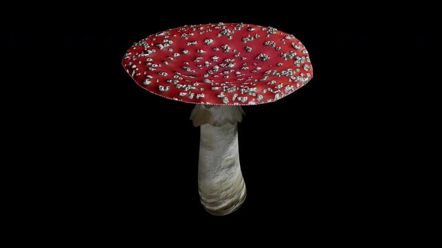 Mushroom amanita or Fly agaric with alpha channel and transparent background