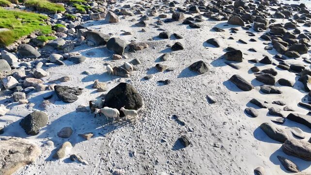 Drone flight above sandy beach with bolders on Vesteralen, Vester&aring;len islands. sheep walking on the beach towards big boulder for protection agains the warmth of the sun. Farm animals on beach. Summer