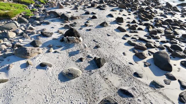 Drone flight above sandy beach with bolders on Vesteralen, Vester&aring;len islands. sheep walking on the beach towards big boulder for protection agains the warmth of the sun. Farm animals on beach. Summer