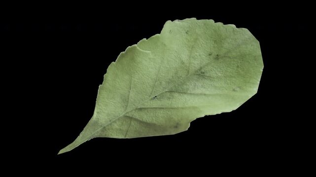 Dead Leaf with alpha channel and transparent background