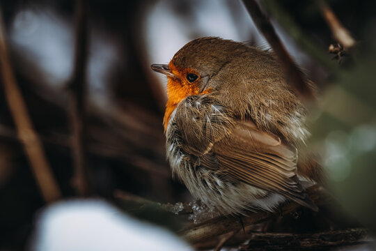 Das Rotkehlchen ist eine Vogelart aus der Familie der Fliegenschn&auml;pper.