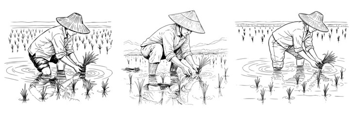 Chinese farmer planting rice seedlings, isolated vector image on a transparent background, pencil drawing, collection, set of images
