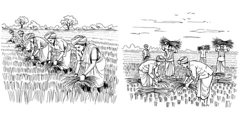 Indian farmers harvesting rice by hand in field, pencil drawing, isolated vector image on a transparent background  