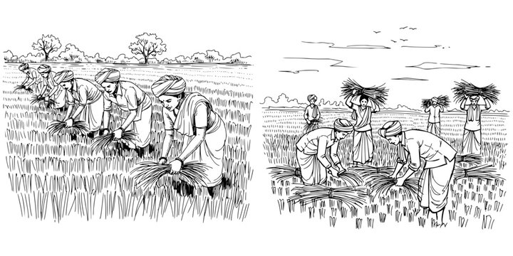 Indian farmers harvesting rice by hand in field, pencil drawing, isolated vector image on a transparent background  