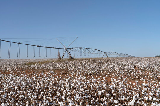 Pivot irrigation system in a field of mature cotton, ready for harvest, on a sunny summer day in Mato Grosso, Brazil.