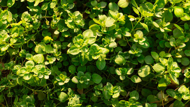 Fresh green chickweed background macro overhead view
