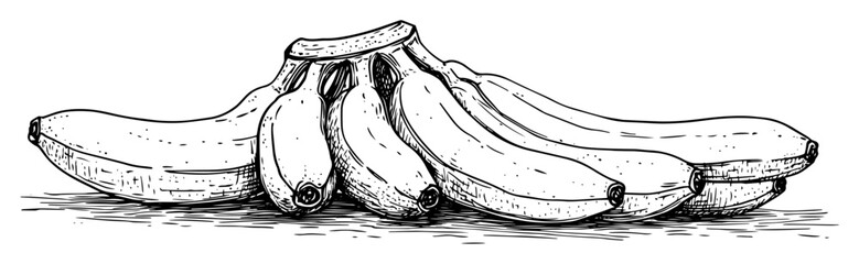 hand drawn bunch of bananas sketch illustration © Kaz