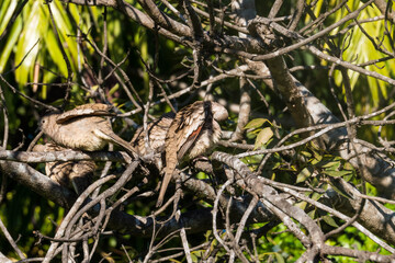 Obraz premium descansando despues de la lluvia