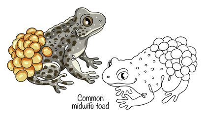Common midwife toad